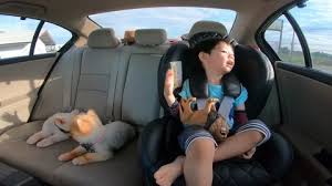 Dog Driving Car Stock Footage Royalty