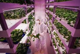 Vertical Farming Wikipedia