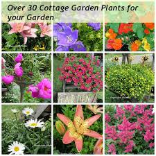 My Cottage Garden Plants