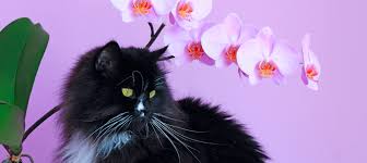 12 Houseplants Safe For Cats Litter Robot