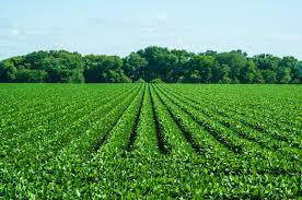 growing soybeans 101 successful farming