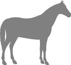 American Paint Horses