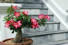 15 Easy Care Indoor Flowers Perfect For