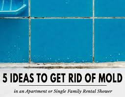 Eliminate Mold In An Apartment