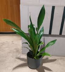 Air Purifying Plants Indoor Plants