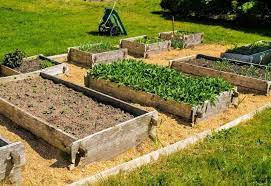 Raised Garden Bed