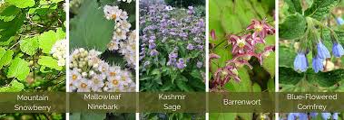 Dry Shade Gardening