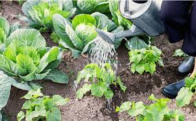 July Veggie Garden Checklist