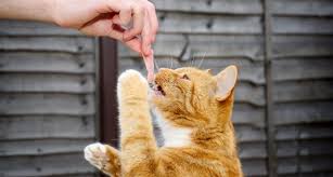 6 Superfoods For Cats Yes They Do