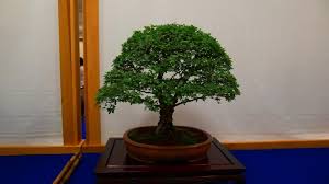 Pin On Discovered Bonsai