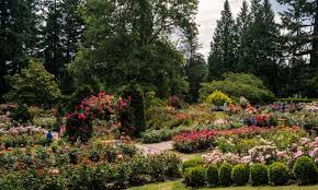 Portland Rose Gardens And Where To Find
