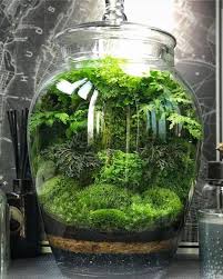 Jar Terrarium Miniature Garden Plants