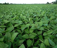 soybeans hutcheson 50 pounds east