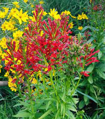 Best Native Plants Not Cultivars For