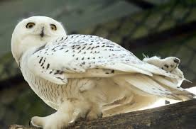 Snowy Owls Return To Nebraska