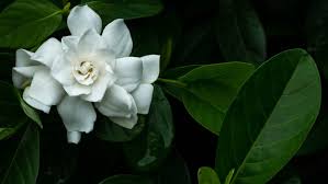 Gardenias And How They Came To Charleston