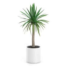 Palm Tree In Round Pot 1 3d Model By