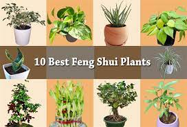 10 Best Feng Shui Plants For Bedroom