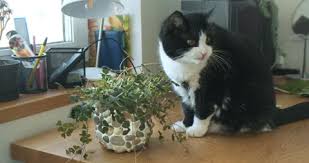 Cat Eat Houseplants In Room Vomits