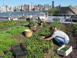 Best Community Gardens In Nyc From City