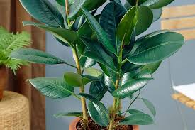 Top 5 Ficus Indoor Plants Gardeners