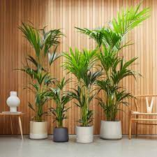 Low Light Indoor Plants Patch