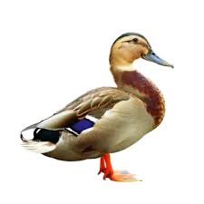 Duck Png Images 13000 Duck