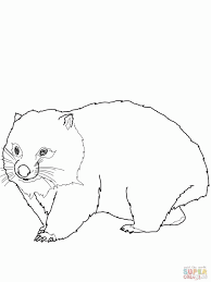 Wombat Coloring Super Coloring