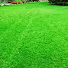 Lawn Grass For Garden Landscape At Rs