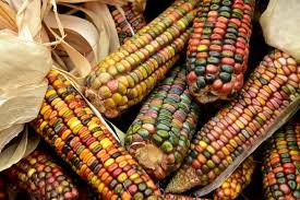 Sweet Corn How To Plant Grow And