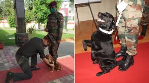 Meet Vida And Sophie Army Dogs Pm Modi