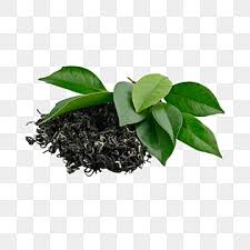 Tea Plant Png Transpa Images Free