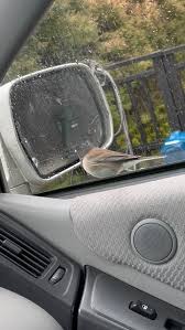 Bird S Its Reflection In Car S