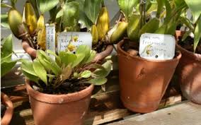 10 Of The Best Labels For Your Plants