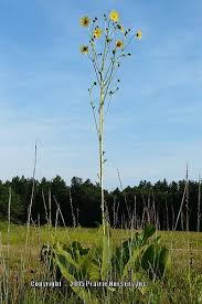 Photo Of The Entire Plant Of Prairie