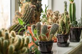 How To Grow Cacti Five Easy Steps
