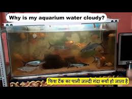 Why Aquarium Water Become Cloudy