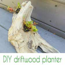 Diy Driftwood Planter Crazy Diy Mom