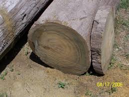 sinker cypress from louisiana sawmill