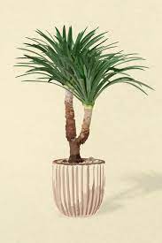 Indoor Palm Tree Vectors