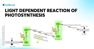 Word Equation For Photosynthesis