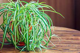 How To Make A Spider Plant Bushier
