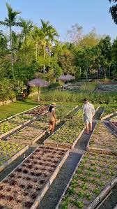 Raised Garden Beds Stock Footage