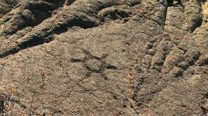 Hawaiian Petroglyphs Carved Into Lava