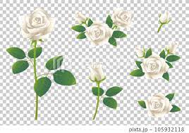 White Rose Flower Ilration Set Icon