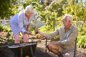 Vegetable Garden Stock Photos Royalty