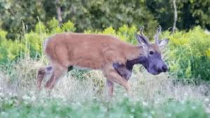 Mysterious Purple Deer Euthanized May