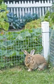 Top 10 Garden Fence To Keep Rabbits Out