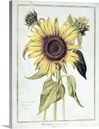 Helianthus Annuus Sunflower Wall Art
