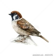Sparrow Bird Watercolor Realistic